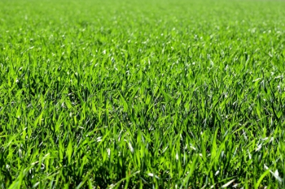 Picture of Lawn Grass, Greenshade